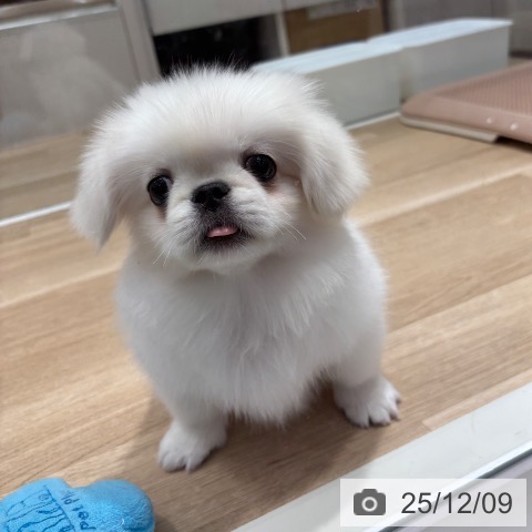 千葉県のペキニーズ (ペットプラス 木更津店/2025年9月17日生まれ/女の子/クリーム)の子犬の3枚目の画像