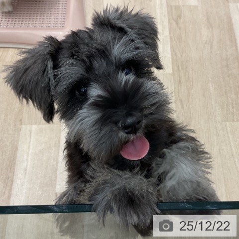 群馬県のミニチュアシュナウザー (ペットプラス イオンモール太田店/2025年9月14日生まれ/男の子/ソルトペッパー)の子犬の3枚目の画像