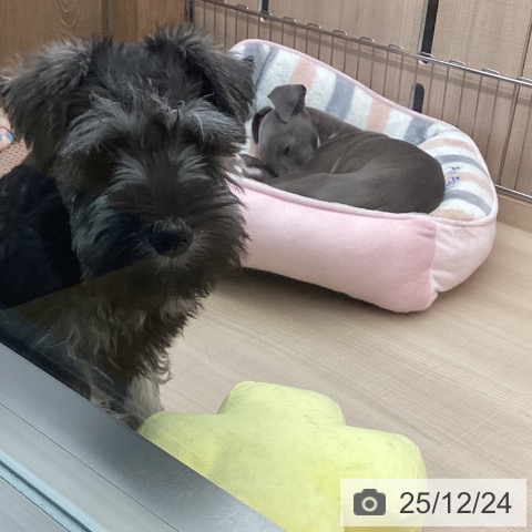 東京都のミニチュアシュナウザー (ペッツワン 南砂町SUNAMO店/2025年9月14日生まれ/男の子/ソルトペッパー)の子犬の3枚目の画像