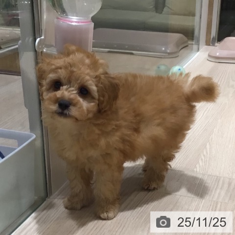 神奈川県のトイプードル(トイ) (ペットプラス 川崎ルフロン店/2025年9月17日生まれ/男の子/アプリコット)の子犬の4枚目の画像