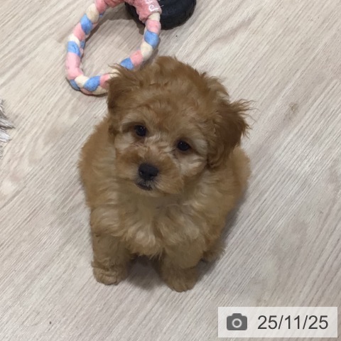 神奈川県のトイプードル(トイ) (ペットプラス 川崎ルフロン店/2025年9月17日生まれ/男の子/アプリコット)の子犬の3枚目の画像