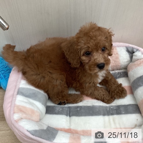 トイ・プードルの写真