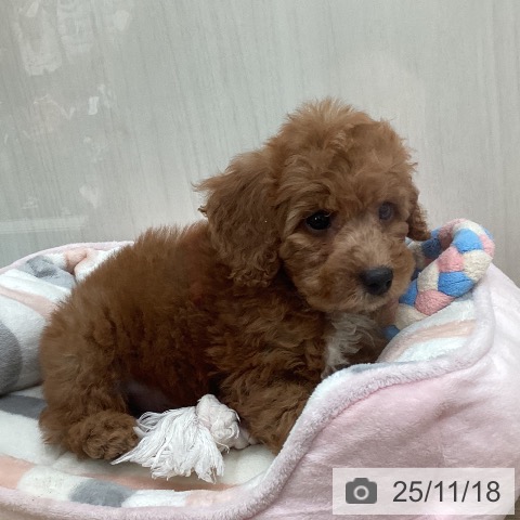 トイ・プードルの写真