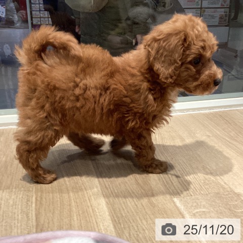 東京都のトイプードル(トイ) (ペットプラス 東久留米店/2025年9月17日生まれ/男の子/レッド)の子犬の3枚目の画像