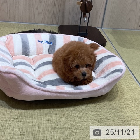 トイ・プードルの写真