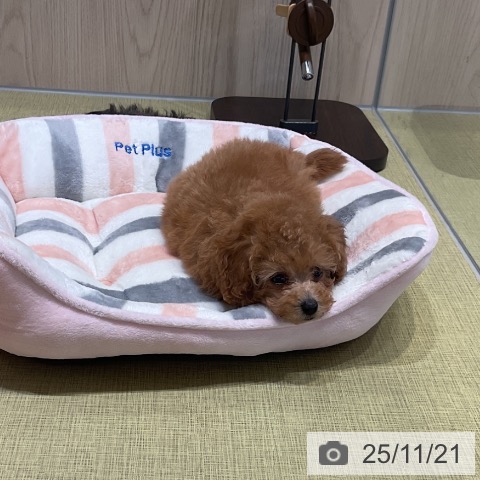 トイ・プードルの写真