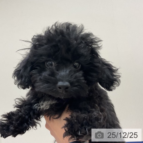 千葉県のトイプードル(トイ) (ペットプラス 成田店/2025年9月17日生まれ/女の子/ブラック)の子犬の3枚目の画像