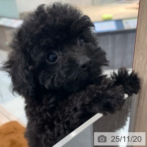 トイ・プードルの写真