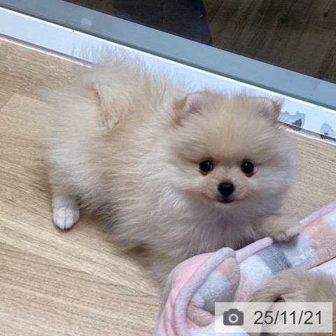 ポメラニアンの写真