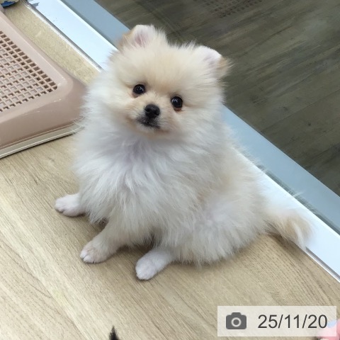 ポメラニアンの写真