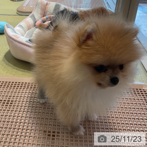 ポメラニアンの写真
