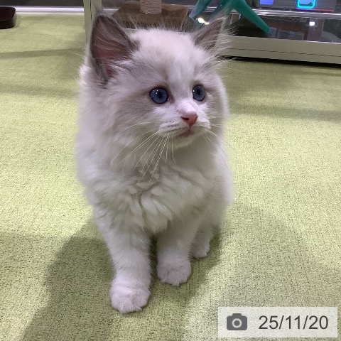 ラグドールの写真