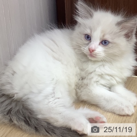 ラグドールの写真