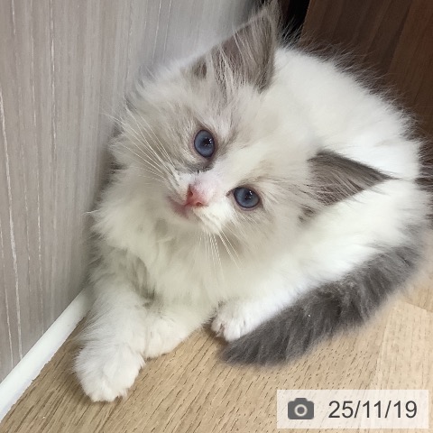 ラグドールの写真