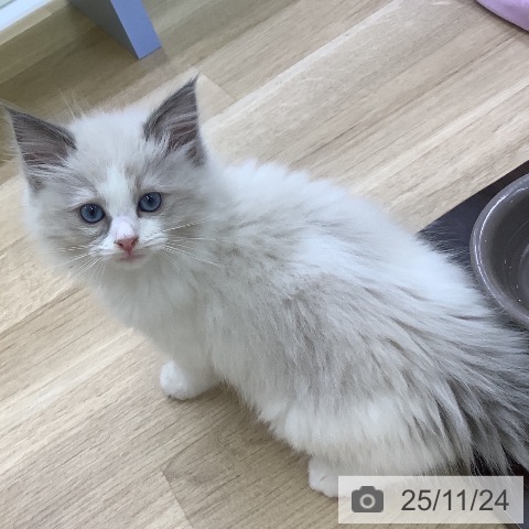 山梨県のラグドール (ペットプラス 甲府昭和店/2025年9月19日生まれ/女の子/ブルーポイントバイカラー)の子猫の3枚目の画像