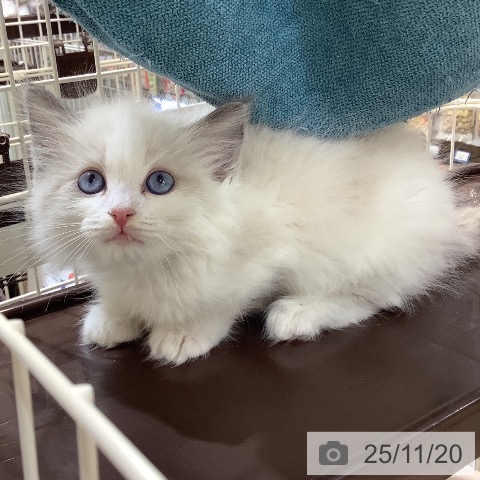 ラグドールの写真