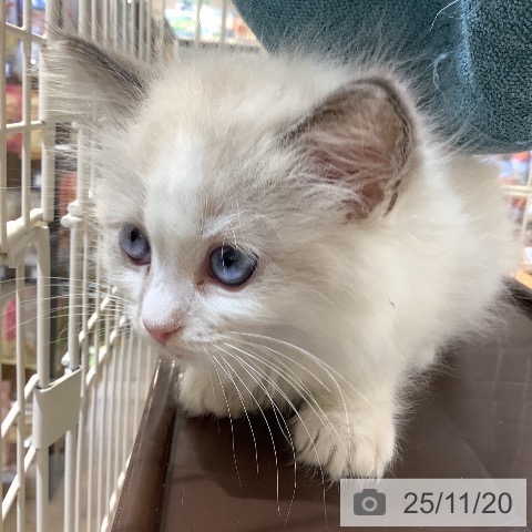 ラグドールの写真