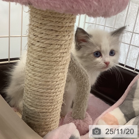 ラグドールの写真