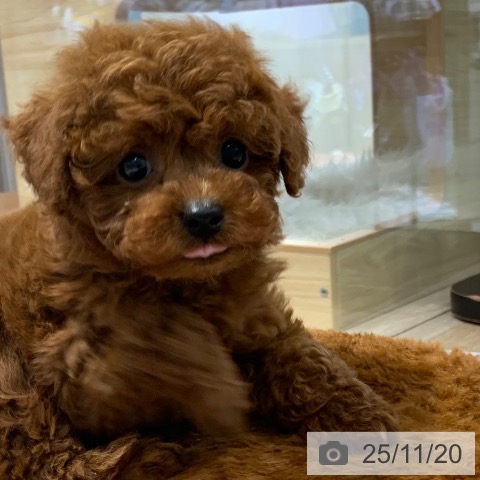 トイ・プードルの写真