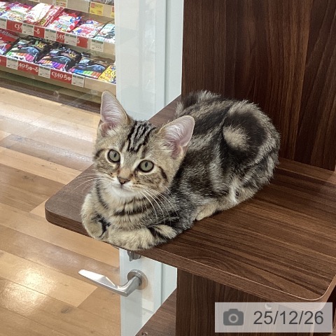 群馬県のアメリカンショートヘアー (ペットプラス 前橋店/2025年9月19日生まれ/男の子/ブラウンタビー)の子猫の4枚目の画像