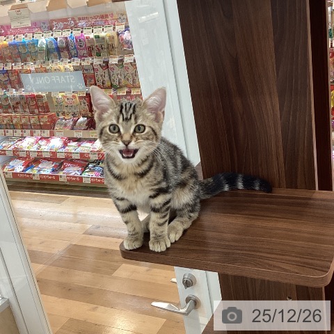 群馬県のアメリカンショートヘアー (ペットプラス 前橋店/2025年9月19日生まれ/男の子/ブラウンタビー)の子猫の3枚目の画像