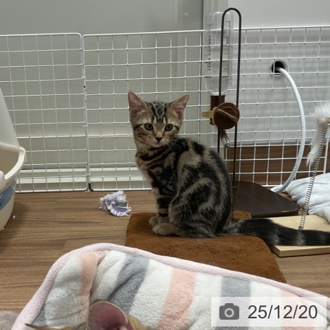 埼玉県のアメリカンショートヘアー (ペッツワン 新座店/2025年9月19日生まれ/女の子/ブラウンタビー)の子猫の4枚目の画像