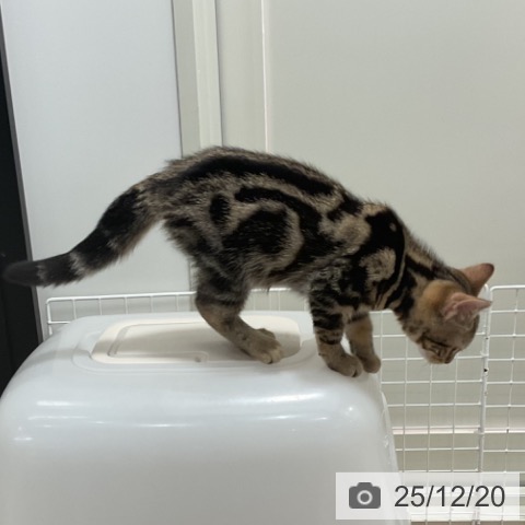 埼玉県のアメリカンショートヘアー (ペッツワン 新座店/2025年9月19日生まれ/女の子/ブラウンタビー)の子猫の3枚目の画像