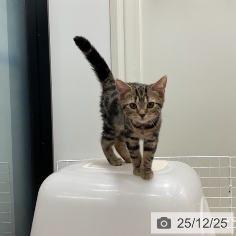 埼玉県のアメリカンショートヘアー (ペッツワン 新座店/2025年9月19日生まれ/女の子/ブラウンタビー)の子猫の3枚目の画像