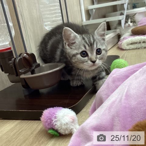 マンチカンの写真