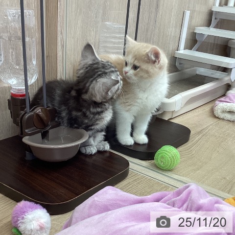 マンチカンの写真