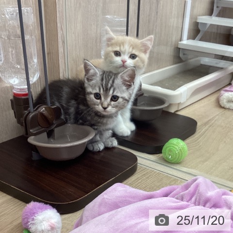 マンチカンの写真