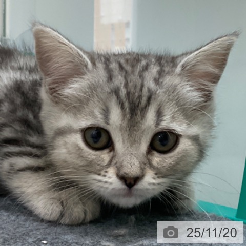 マンチカンの写真