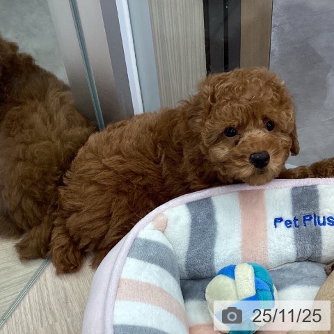 トイ・プードルの写真