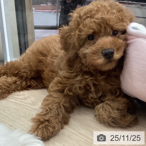 トイ・プードルの写真