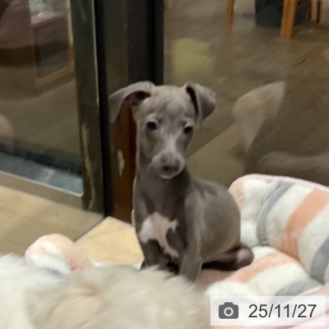 イタリアン・グレーハウンドの写真