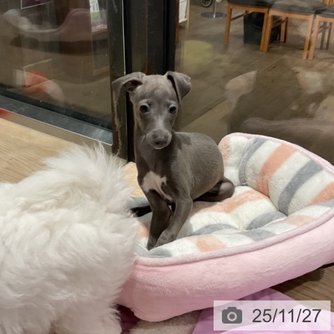 イタリアン・グレーハウンドの写真