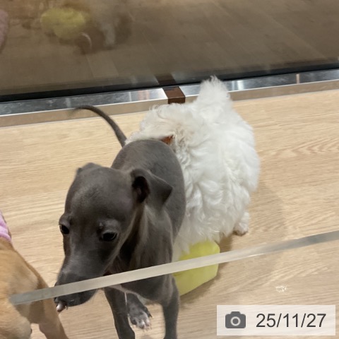 イタリアン・グレーハウンドの写真