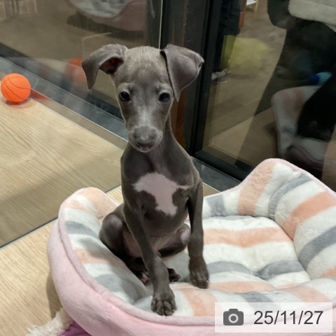 イタリアン・グレーハウンドの写真