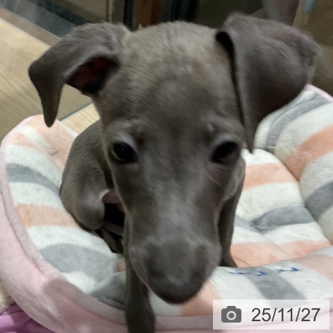 イタリアン・グレーハウンドの写真