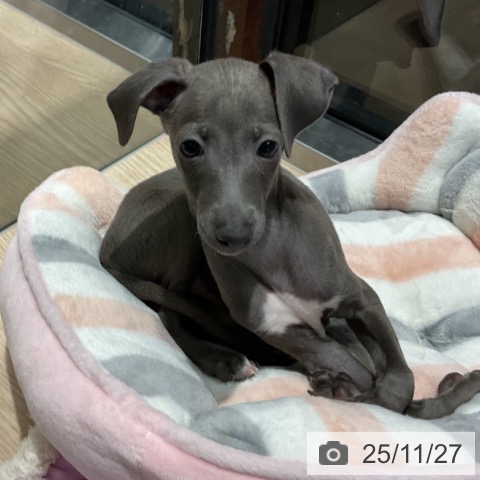 イタリアン・グレーハウンドの写真