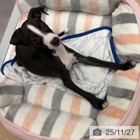 神奈川県のイタリアングレーハウンド (ペットプラス 天王町店/2025年9月17日生まれ/男の子/ブラックホワイトマーキングス)の子犬の4枚目の画像