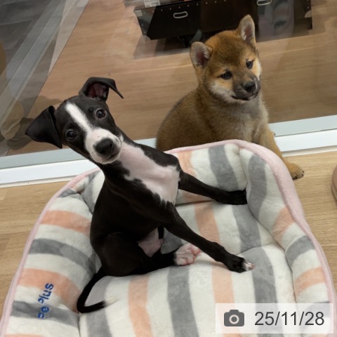 神奈川県のイタリアングレーハウンド (ペットプラス 天王町店/2025年9月17日生まれ/男の子/ブラックホワイトマーキングス)の子犬の3枚目の画像