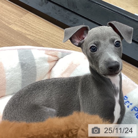 イタリアン・グレーハウンドの写真