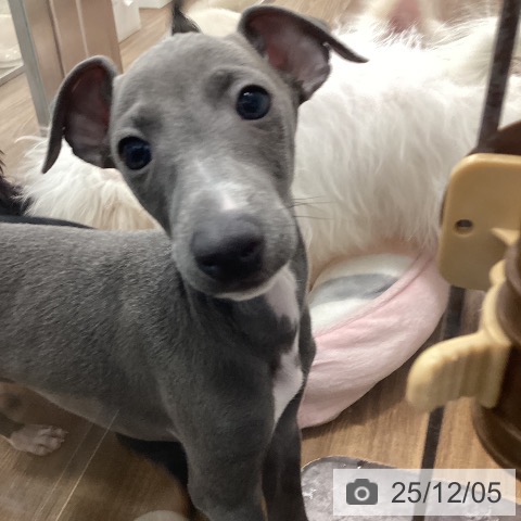 茨城県のイタリアングレーハウンド (ペッツワン つくば店/2025年9月20日生まれ/男の子/ブルーホワイトマーキングス)の子犬の4枚目の画像