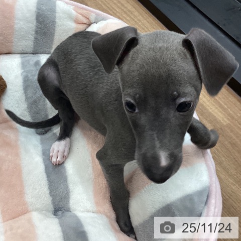 イタリアン・グレーハウンドの写真