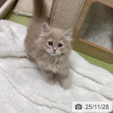 サイベリアンの写真