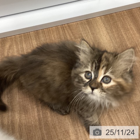 サイベリアンの写真