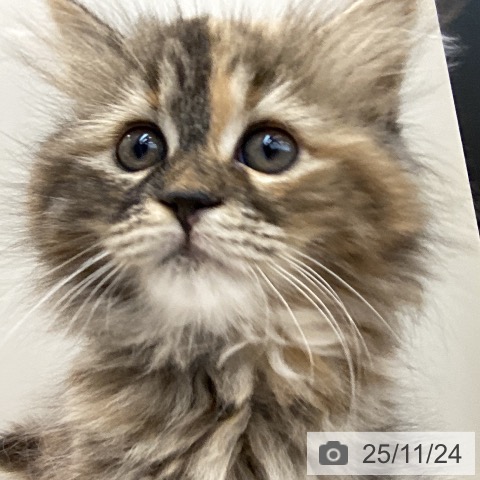 サイベリアンの写真