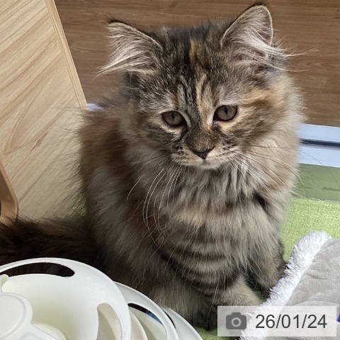 千葉県のサイベリアン (ペットプラス 柏店/2025年9月13日生まれ/女の子/ブラウンパッチドタビー)の子猫の4枚目の画像