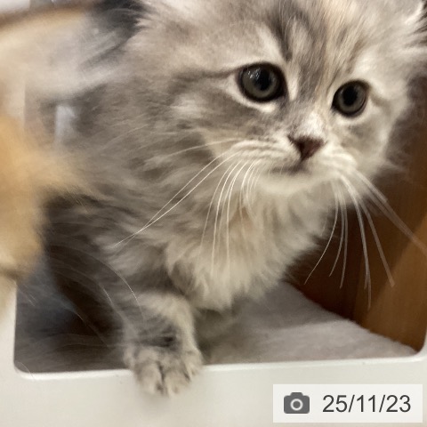 サイベリアンの写真